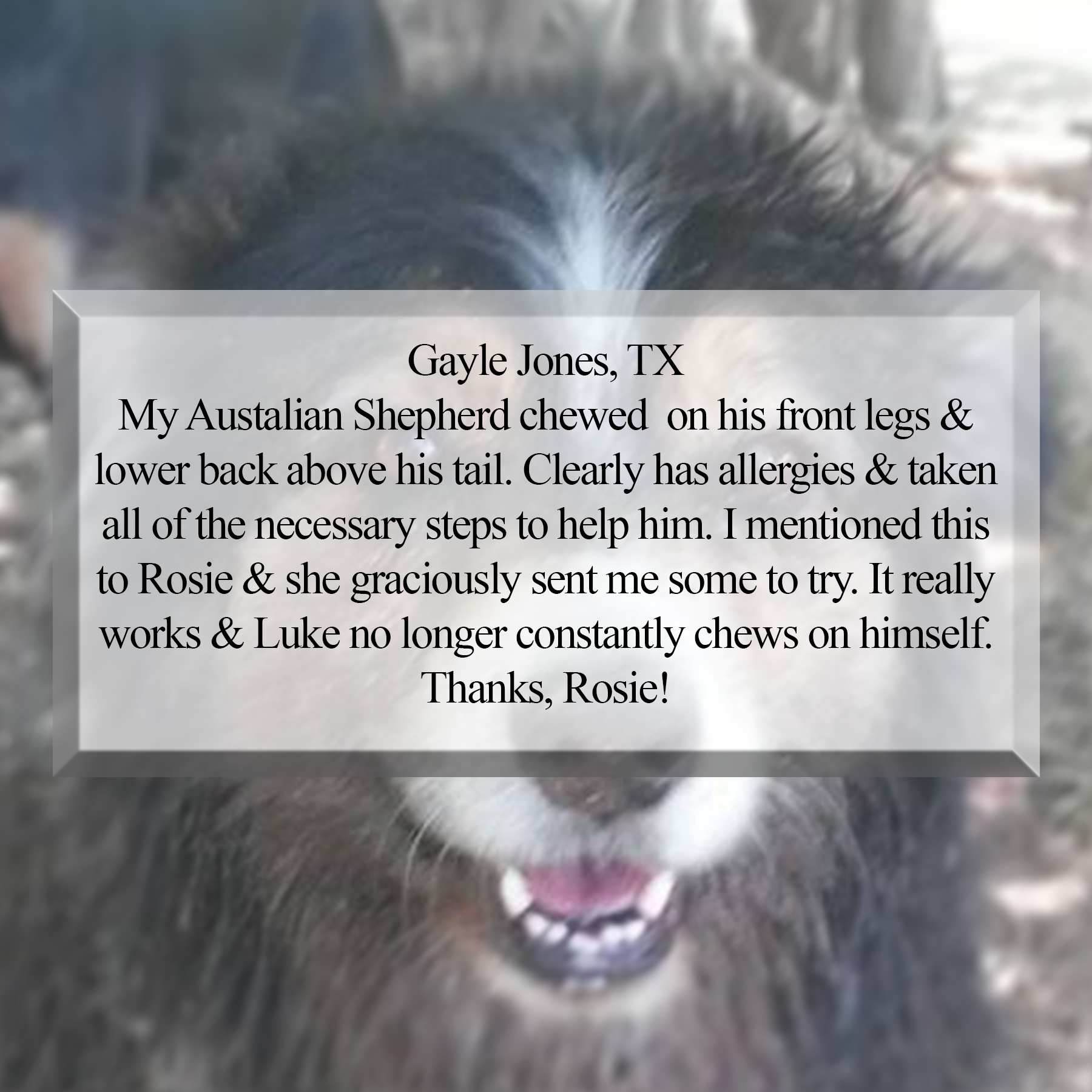 My Austalian Shepherd chewed  on his front legs & lower back above his tail. Clearly has allergies & taken all of the necessary steps to help him. I mentioned this to Rosie & she graciously sent me some to try. It really works & Luke no longer constantly chews on himself. Thanks, Rosie!  Gayle Jones, TX